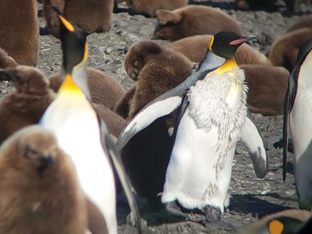 Penguin Love